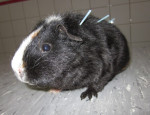 Cavia,mrs.X,is gevonden en komt via de opvang. Ze eet en loopt niet. Ze krijgt acupunctuur. Ook zijn haar kiezen gedaan.